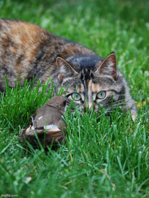cat and bird | image tagged in cat and bird | made w/ Imgflip meme maker