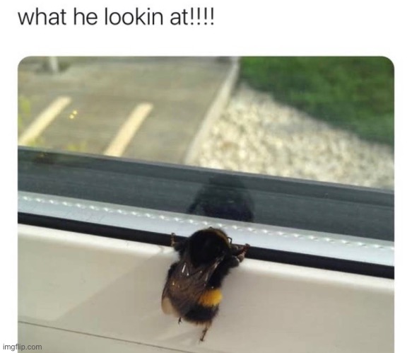 bee | made w/ Imgflip meme maker