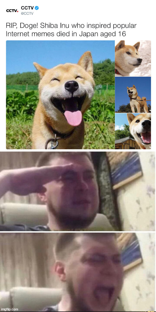 Much sad | image tagged in crying salute | made w/ Imgflip meme maker
