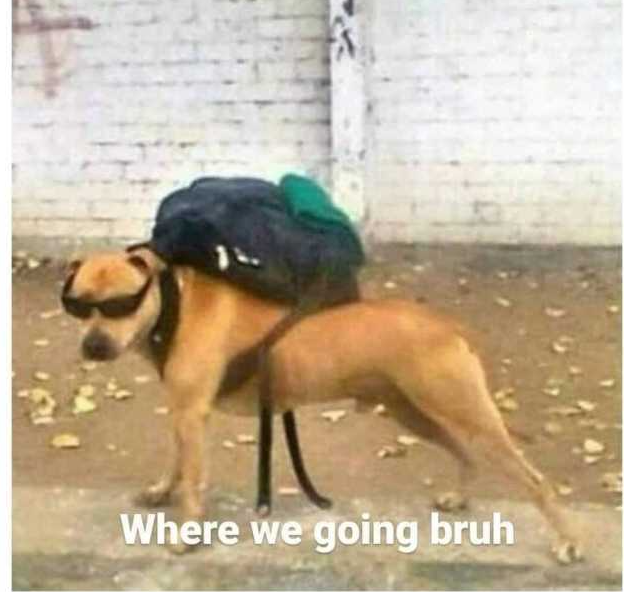 Dog Where We Going Blank Meme Template