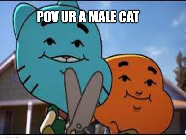 i mean... | POV UR A MALE CAT | image tagged in funny,cat | made w/ Imgflip meme maker