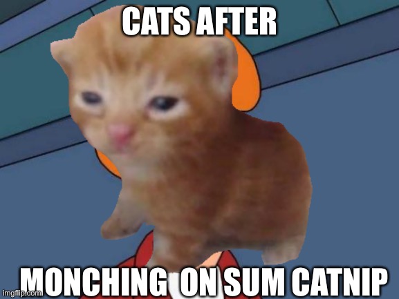 Man I think I’m tripping | CATS AFTER; MONCHING  ON SUM CATNIP | image tagged in cats,catnip | made w/ Imgflip meme maker