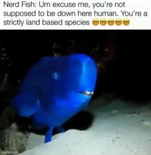 nerd fish | image tagged in bruh,lol,why are you reading this | made w/ Imgflip meme maker