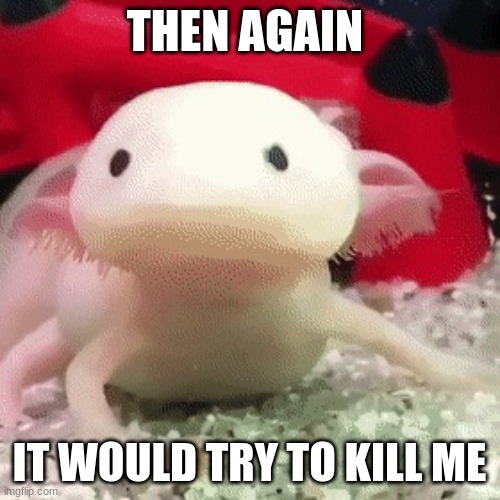 axolotl | THEN AGAIN IT WOULD TRY TO KILL ME | image tagged in axolotl | made w/ Imgflip meme maker
