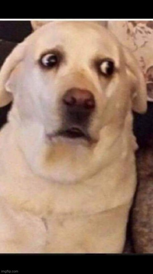 Dog surprised | image tagged in dog surprised | made w/ Imgflip meme maker