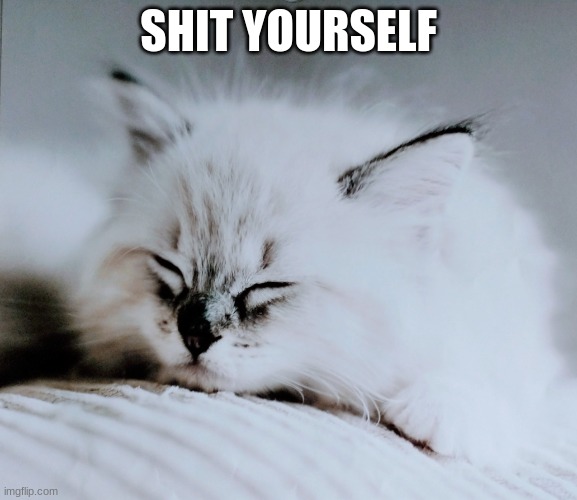 Sussy cat | SHIT YOURSELF | image tagged in sussy cat | made w/ Imgflip meme maker