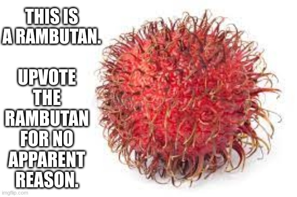 Yes, this is upvote begging. I don't care. | UPVOTE THE RAMBUTAN FOR NO APPARENT REASON. THIS IS A RAMBUTAN. | image tagged in rambutan is the best fruit | made w/ Imgflip meme maker