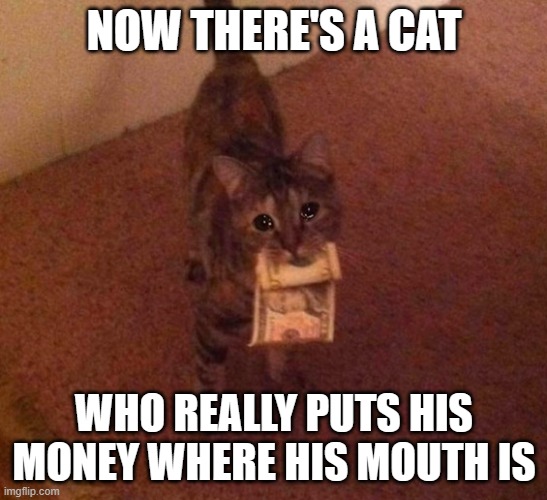 How much cat | NOW THERE'S A CAT; WHO REALLY PUTS HIS MONEY WHERE HIS MOUTH IS | image tagged in how much cat | made w/ Imgflip meme maker