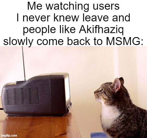 Some stuff | Me watching users I never knew leave and people like Akifhaziq slowly come back to MSMG: | image tagged in cat watching tv | made w/ Imgflip meme maker