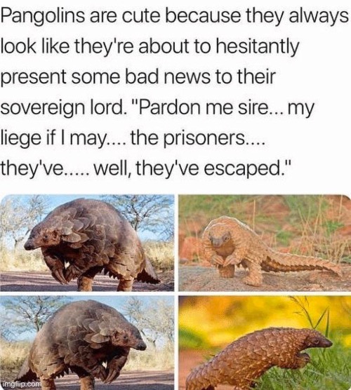 Image tagged in pangolins,memes,funny,wholesome,wholesome content,cute ...