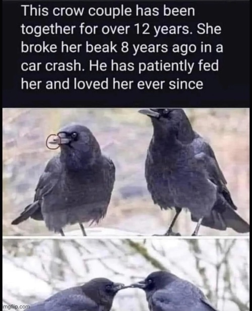 image tagged in crow,couple,memes,funny,wholesome,wholesome content | made w/ Imgflip meme maker