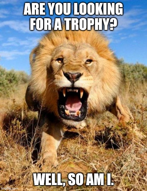 lion | ARE YOU LOOKING FOR A TROPHY? WELL, SO AM I. | image tagged in lion | made w/ Imgflip meme maker