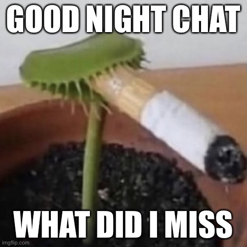 Plant smoking a cigarette | GOOD NIGHT CHAT; WHAT DID I MISS | image tagged in plant smoking a cigarette | made w/ Imgflip meme maker