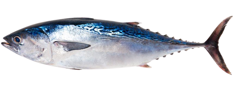 High Quality Tuna PNG Blank Meme Template