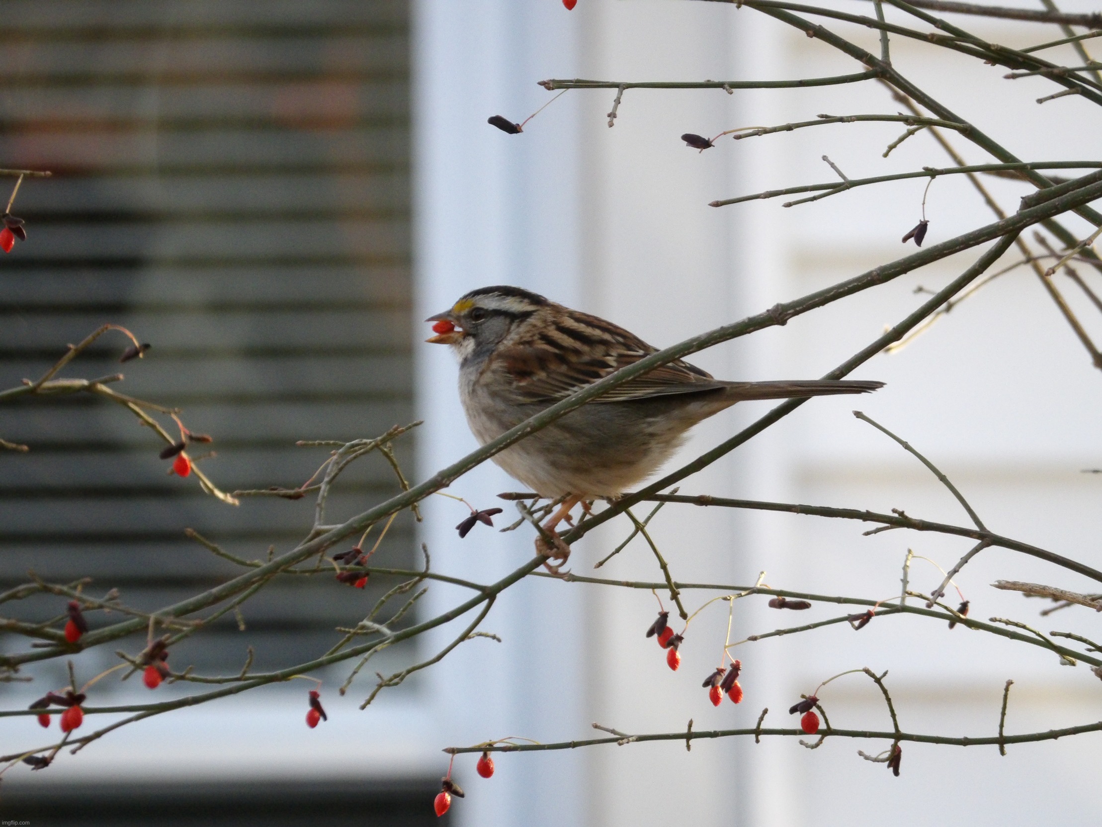 "White-throated sparrow" (Repost for better quality.) | image tagged in photography | made w/ Imgflip meme maker