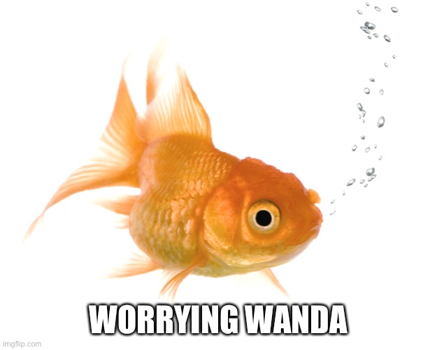 Worrying Wanda | WORRYING WANDA | image tagged in bad memory goldfish | made w/ Imgflip meme maker