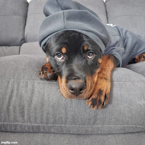 Gotta stay warm | image tagged in dogs,warm,aww,cute,memes,funny | made w/ Imgflip meme maker