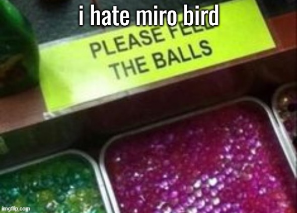 PLEASE FEEL THE BALLS | i hate miro bird | image tagged in please feel the balls | made w/ Imgflip meme maker