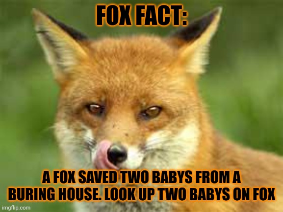 That's an important fox fact | FOX FACT:; A FOX SAVED TWO BABYS FROM A BURING HOUSE. LOOK UP TWO BABYS ON FOX | image tagged in fox | made w/ Imgflip meme maker