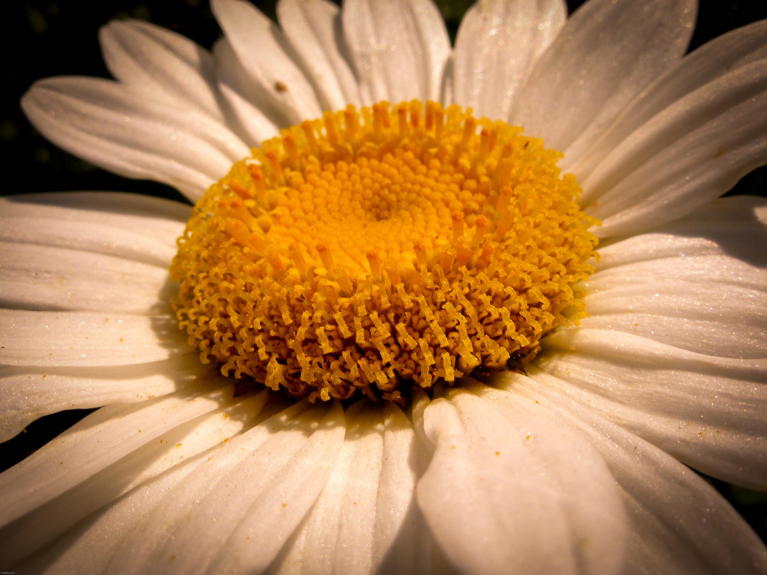 A macro photo of a Daisy that I took with my Olympus C7000 back in June last year | image tagged in share your own photos | made w/ Imgflip meme maker