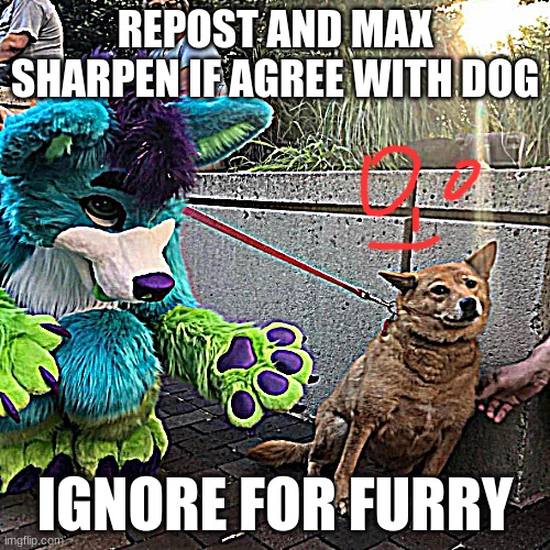 Dog afraid of furry | REPOST AND MAX SHARPEN IF AGREE WITH DOG; IGNORE FOR FURRY | image tagged in dog afraid of furry | made w/ Imgflip meme maker