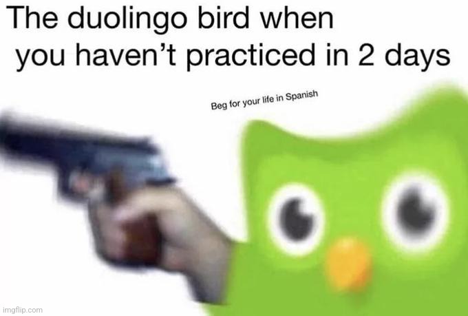 image tagged in duolingo | made w/ Imgflip meme maker