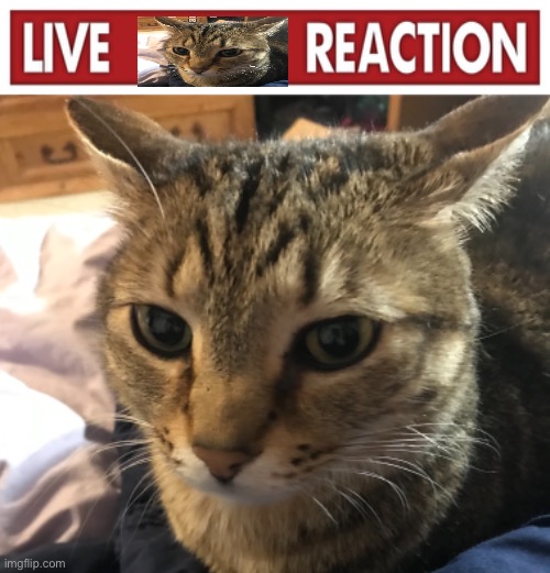 image tagged in live x reaction | made w/ Imgflip meme maker