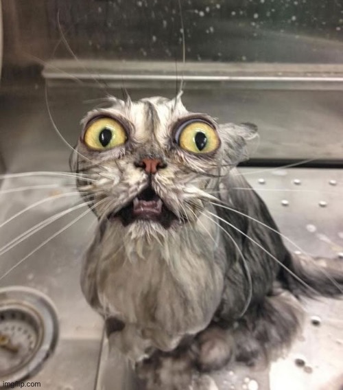 Wet Scary Cat | image tagged in wet scary cat | made w/ Imgflip meme maker