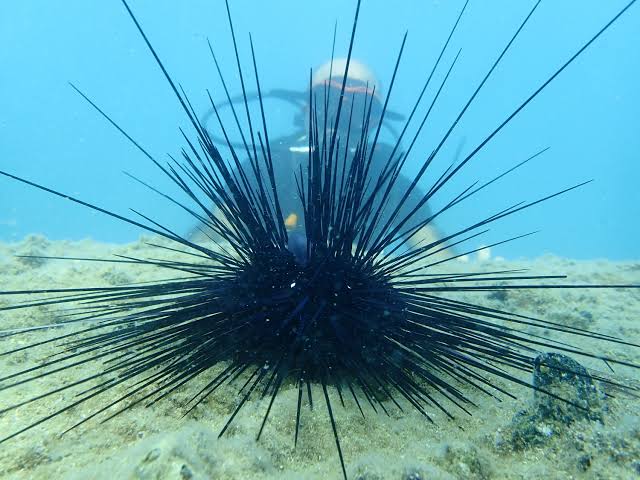 sea urchin Blank Meme Template