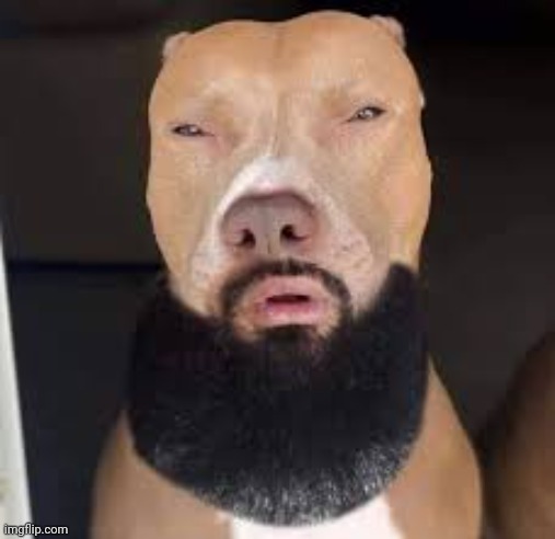Light skin dog | image tagged in light skin dog | made w/ Imgflip meme maker