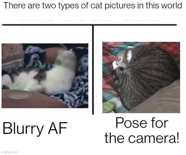 comparison table | There are two types of cat pictures in this world; Blurry AF; Pose for the camera! | image tagged in comparison table,pictures | made w/ Imgflip meme maker