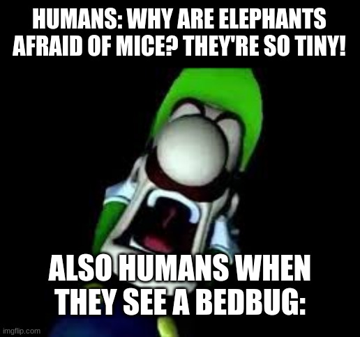 hello im bug. oh wow. i kill you. oh no. | HUMANS: WHY ARE ELEPHANTS AFRAID OF MICE? THEY'RE SO TINY! ALSO HUMANS WHEN THEY SEE A BEDBUG: | image tagged in luigi screaming | made w/ Imgflip meme maker