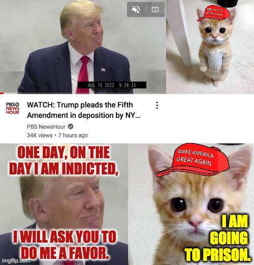 The face you make when you realize you're in the mafia. | ONE DAY, ON THE
DAY I AM INDICTED, I AM 
GOING 
TO PRISON. I WILL ASK YOU TO
DO ME A FAVOR. | image tagged in memes,cute cat,maga mafia,trump tax fraud,oh now he loves the constitution | made w/ Imgflip meme maker