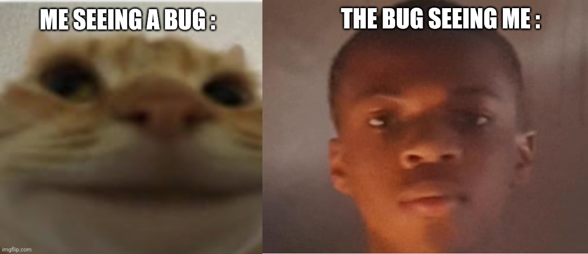 ME SEEING A BUG : THE BUG SEEING ME : | image tagged in front-facing camera cat,hanzodarkness neutral face | made w/ Imgflip meme maker