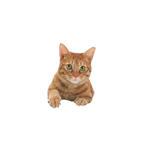 Jorts The Cat Transparent Background Blank Template - Imgflip