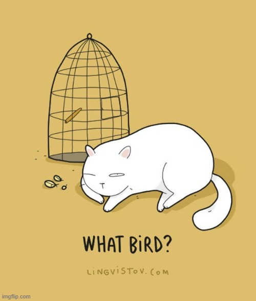 A Cat's Way Of Thinking | image tagged in memes,comics,cats,what,bird,what are you talking about | made w/ Imgflip meme maker