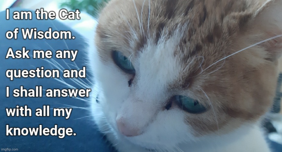 The cat of Wisdom | image tagged in cats,wisdom,memes,funny,cat,words of wisdom | made w/ Imgflip meme maker