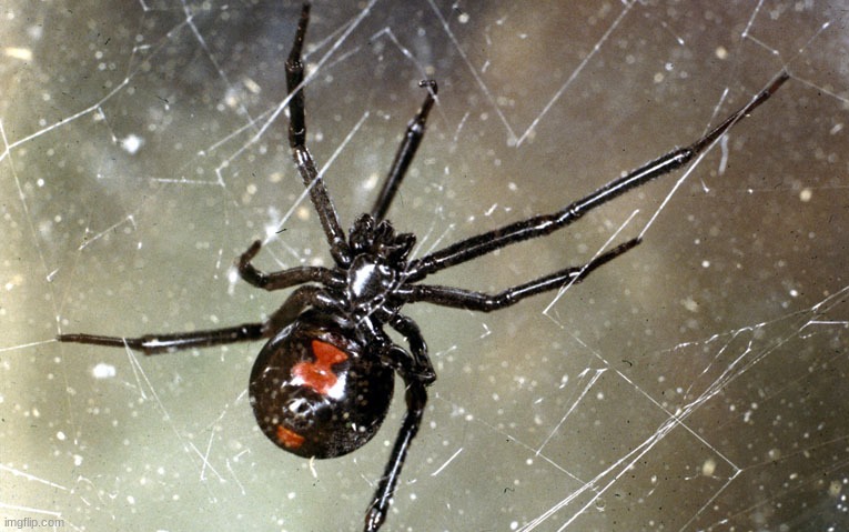 Black widow | image tagged in black widow | made w/ Imgflip meme maker