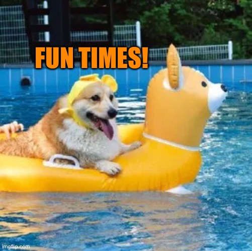 Pool time is fun | FUN TIMES! | image tagged in pool,memes,funny,dogs,animals,fun | made w/ Imgflip meme maker