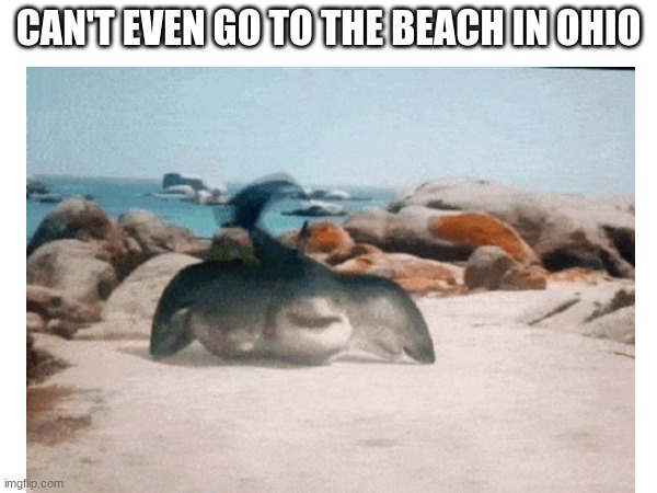 6 headed shark attack |  CAN'T EVEN GO TO THE BEACH IN OHIO | image tagged in shark,sharks,shark week,only in ohio,ohio | made w/ Imgflip meme maker
