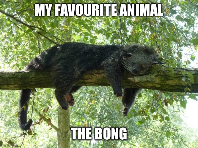 The bong | MY FAVOURITE ANIMAL; THE BONG | image tagged in binturong,funny animals,animal,animals,typo | made w/ Imgflip meme maker