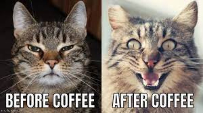 COFFEE! | image tagged in cats,coffee | made w/ Imgflip meme maker