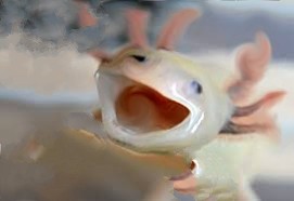 High Quality cursed axolotl Blank Meme Template