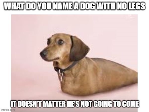 Dog with no legs | WHAT DO YOU NAME A DOG WITH NO LEGS; IT DOESN'T MATTER HE'S NOT GOING TO COME | image tagged in memes,dark,dog | made w/ Imgflip meme maker