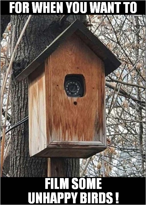 No Nesting Here ! | FOR WHEN YOU WANT TO; FILM SOME UNHAPPY BIRDS ! | image tagged in birdbox,disappointment | made w/ Imgflip meme maker