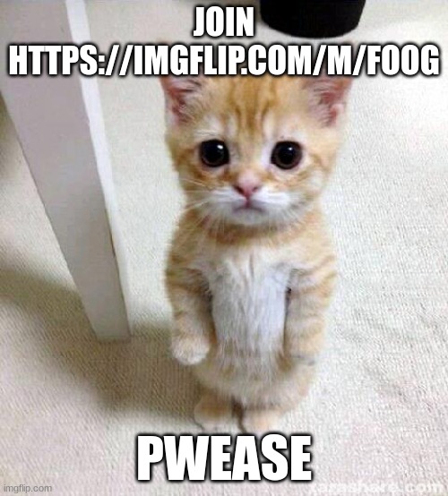 https://imgflip.com/m/foog | JOIN HTTPS://IMGFLIP.COM/M/FOOG; PWEASE | image tagged in memes,cute cat | made w/ Imgflip meme maker