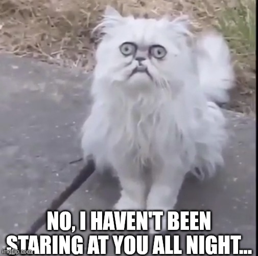 Creepy Cat | NO, I HAVEN'T BEEN STARING AT YOU ALL NIGHT... | image tagged in creepy cat | made w/ Imgflip meme maker