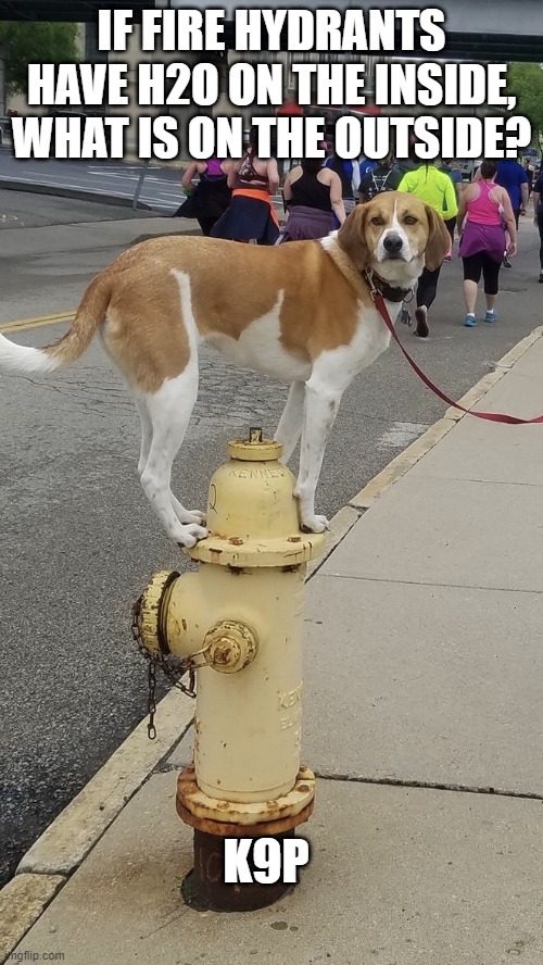 Hydrants Have... | IF FIRE HYDRANTS HAVE H2O ON THE INSIDE, WHAT IS ON THE OUTSIDE? K9P | image tagged in dog on fire hydrant | made w/ Imgflip meme maker