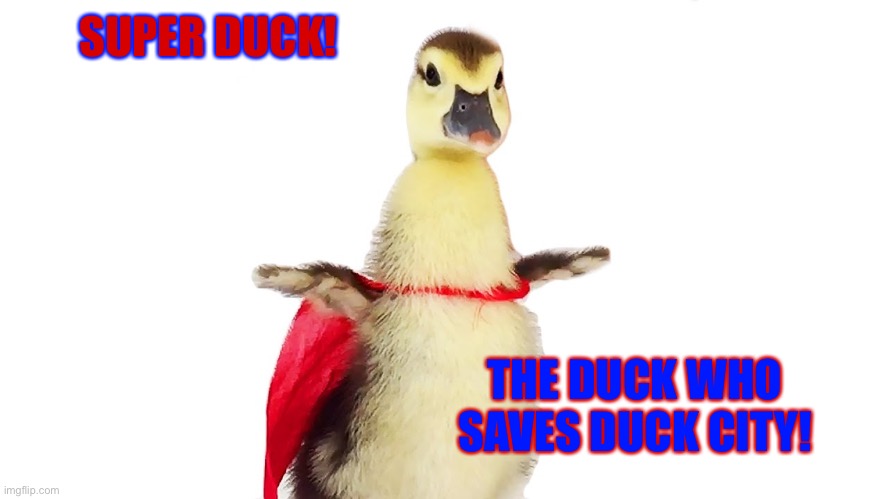 SuperDuck! | SUPER DUCK! THE DUCK WHO SAVES DUCK CITY! | image tagged in superhero,memes,funny,ducks,quack,superheroes | made w/ Imgflip meme maker