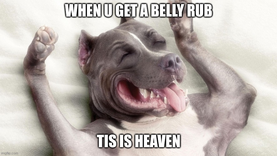 pittie | WHEN U GET A BELLY RUB; TIS IS HEAVEN | image tagged in all day | made w/ Imgflip meme maker